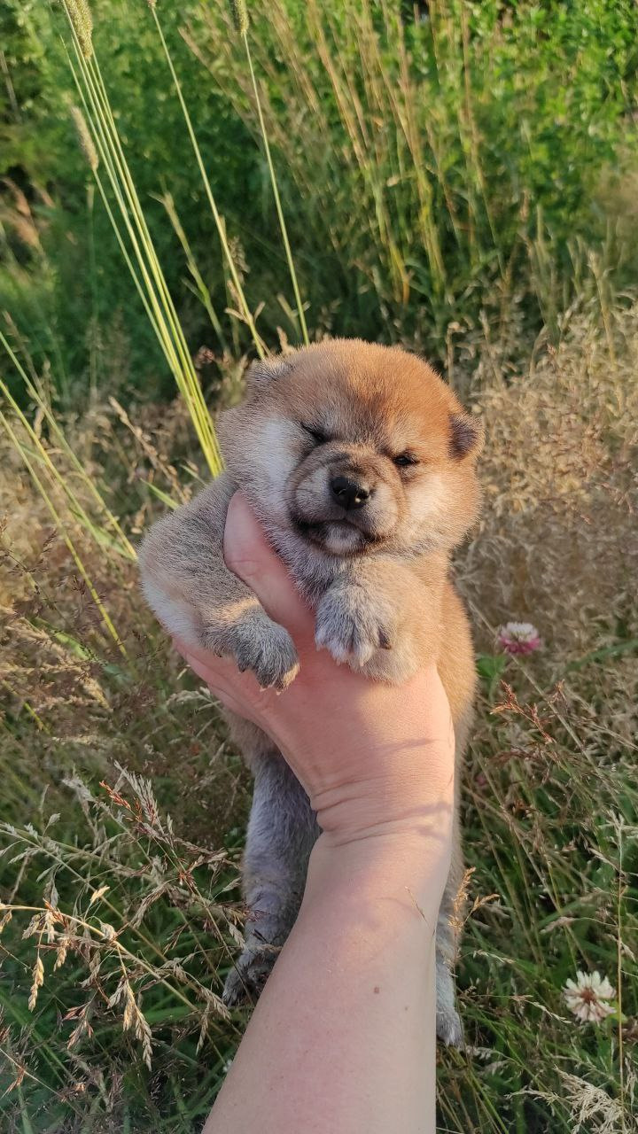 сиба питомник Рубилайт щенки на продажу rubylight  сиба щенки купить Шиба сиба-ину