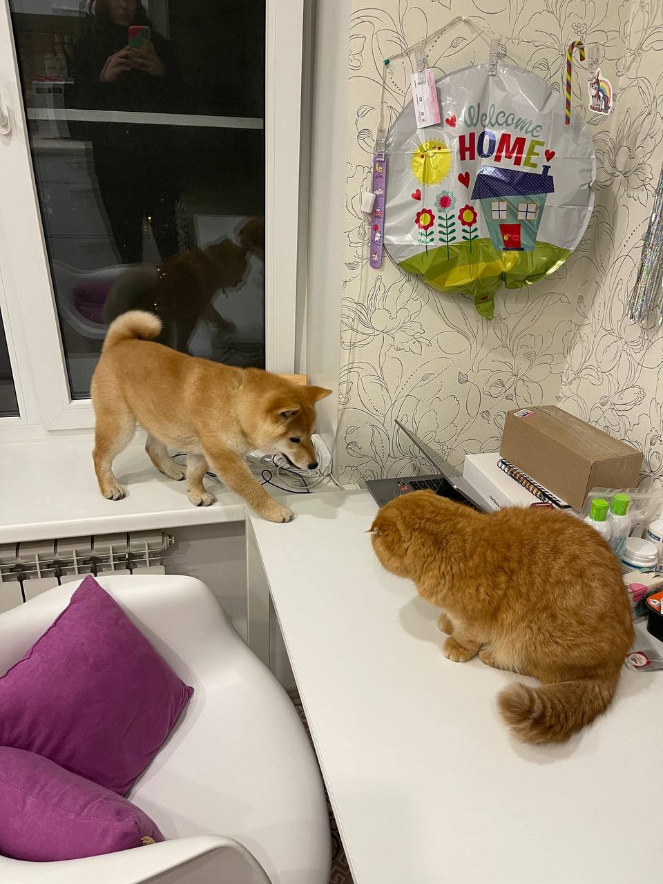 сиба питомник Рубилайт щенки на продажу rubylight  сиба щенки купить Шиба сиба-ину