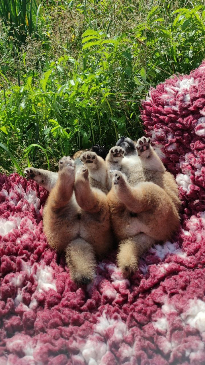 Сиба питомник Рубилайт помет Q