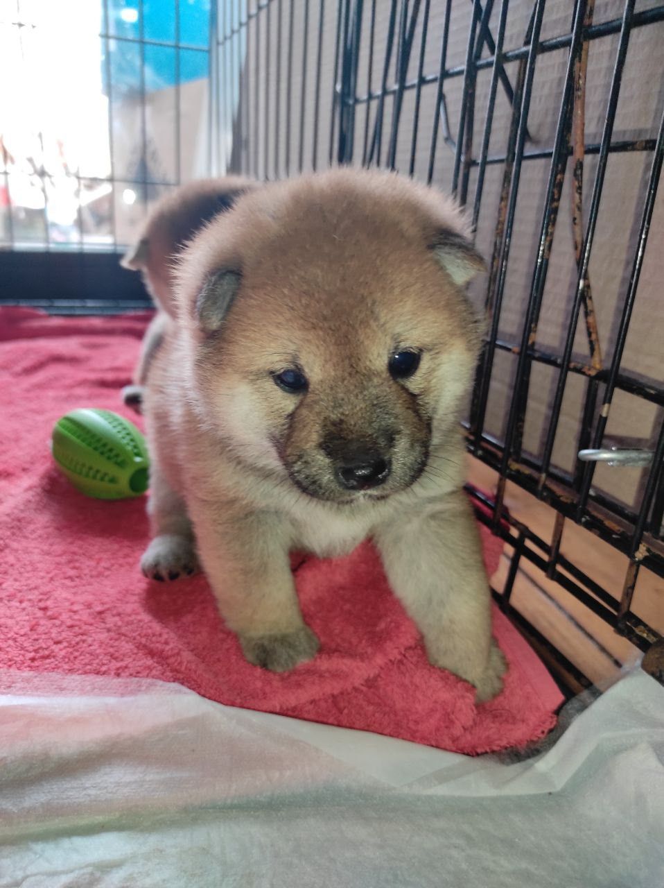 Сиба Rubylight Qiwi питомник Рубилайт 