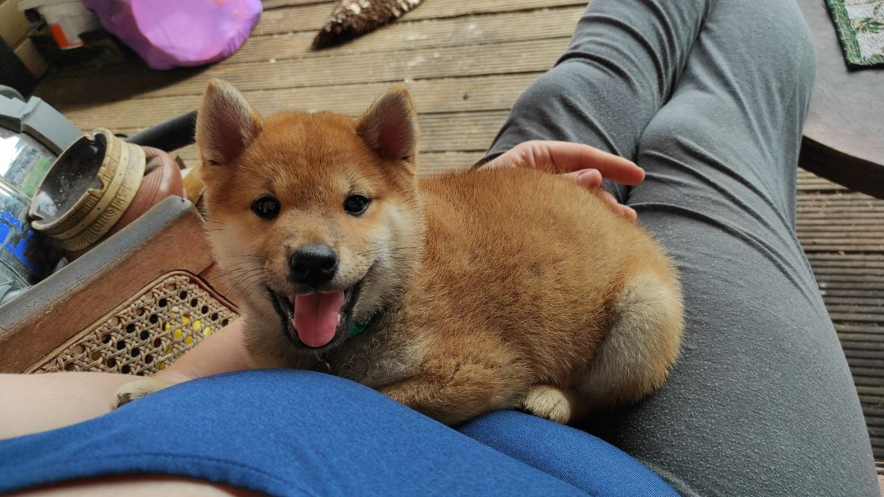 Сиба Rubylight Qiwi питомник Рубилайт 