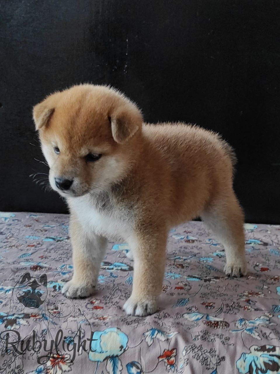 сиба питомник Рубилайт щенки на продажу rubylight  сиба щенки купить Шиба сиба-ину