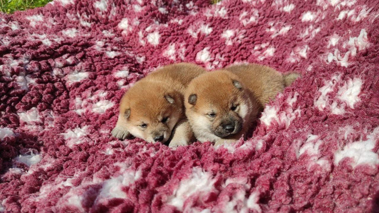 Сиба питомник Рубилайт помет Q