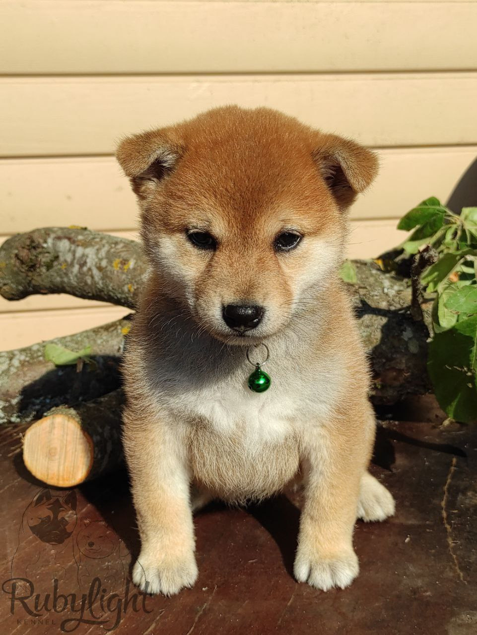 сиба питомник Рубилайт щенки на продажу rubylight  сиба щенки купить Шиба сиба-ину