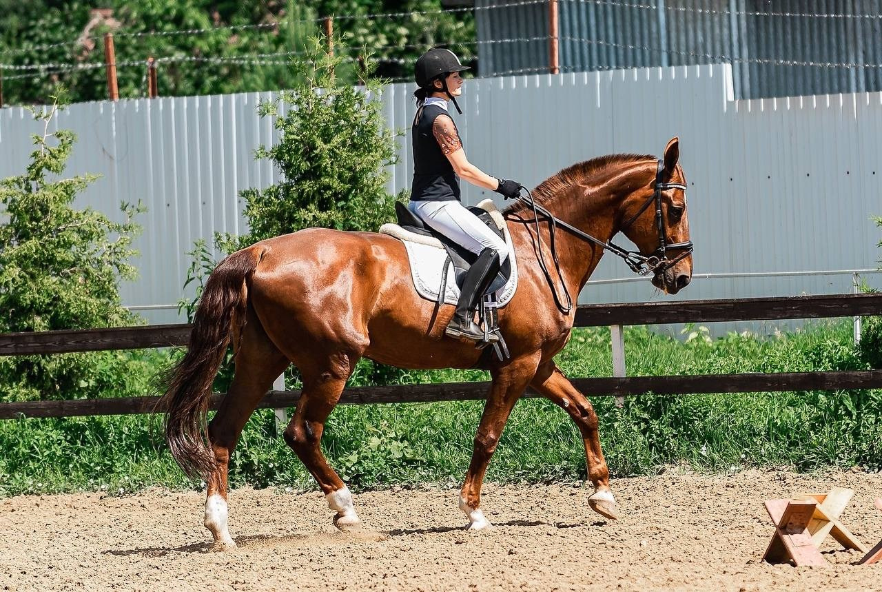 КОНКУР в КСК «Black Horse», 1 этап. Конный фотограф Куракина Дарья • Фотосессии с лошадьми