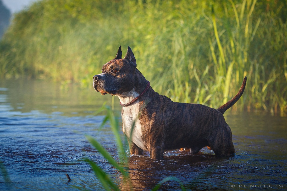 АСТ Федя, Пако и Ника. Фотограф-анималист Natalia Deingel | Фотосъемка собак в Москве