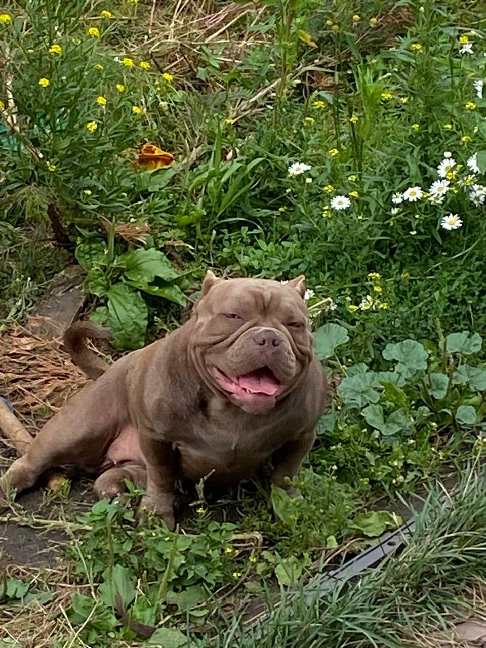 Познакомьтесь с Американским Булли в Иркутске. Питомник собак Иркутск