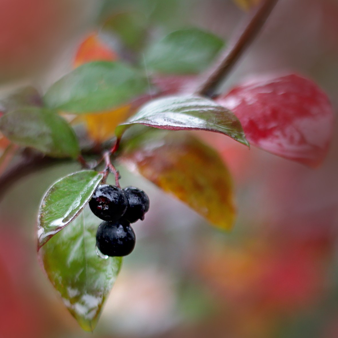 Просто красиво. Детский и семейный фотограф Барнаул Татьяна Губанова