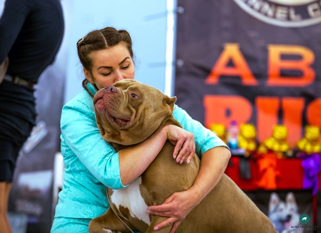 Участие в выставках. Американские булли XL в г. Калининград. Питомник Great Bully UNIVERSE