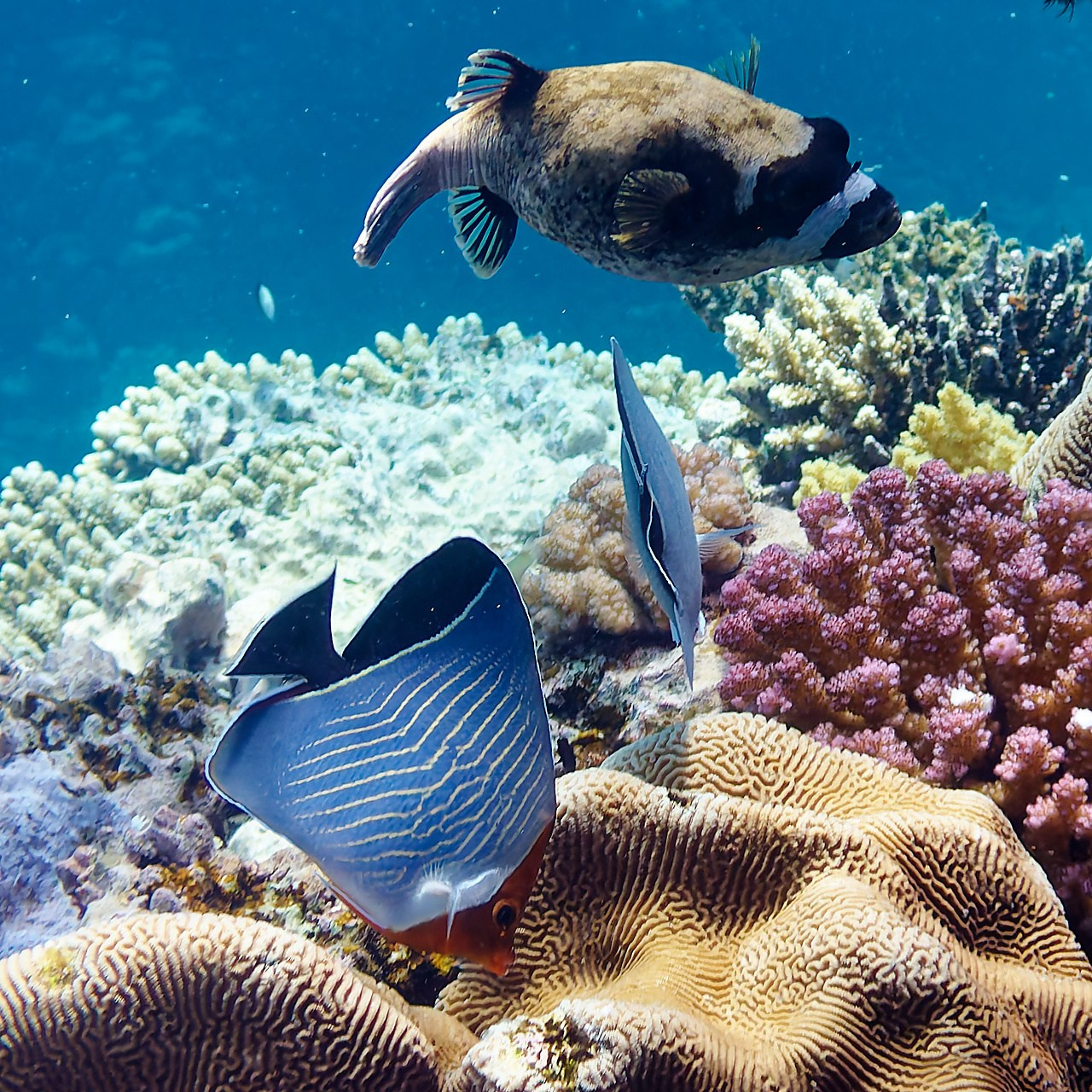 Мне посмотреть. Рыбов показываю