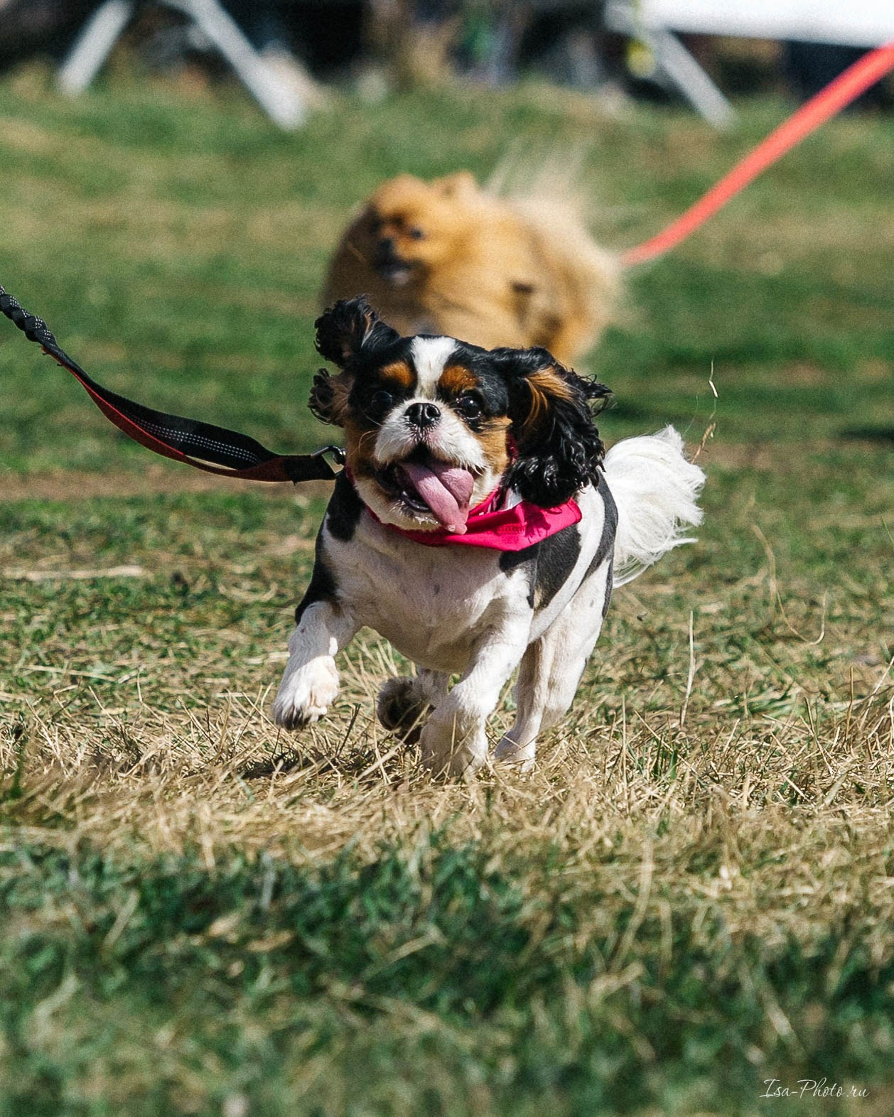 Кросс «Быстрый пёс» 2025. Репортажный фотограф в Москве