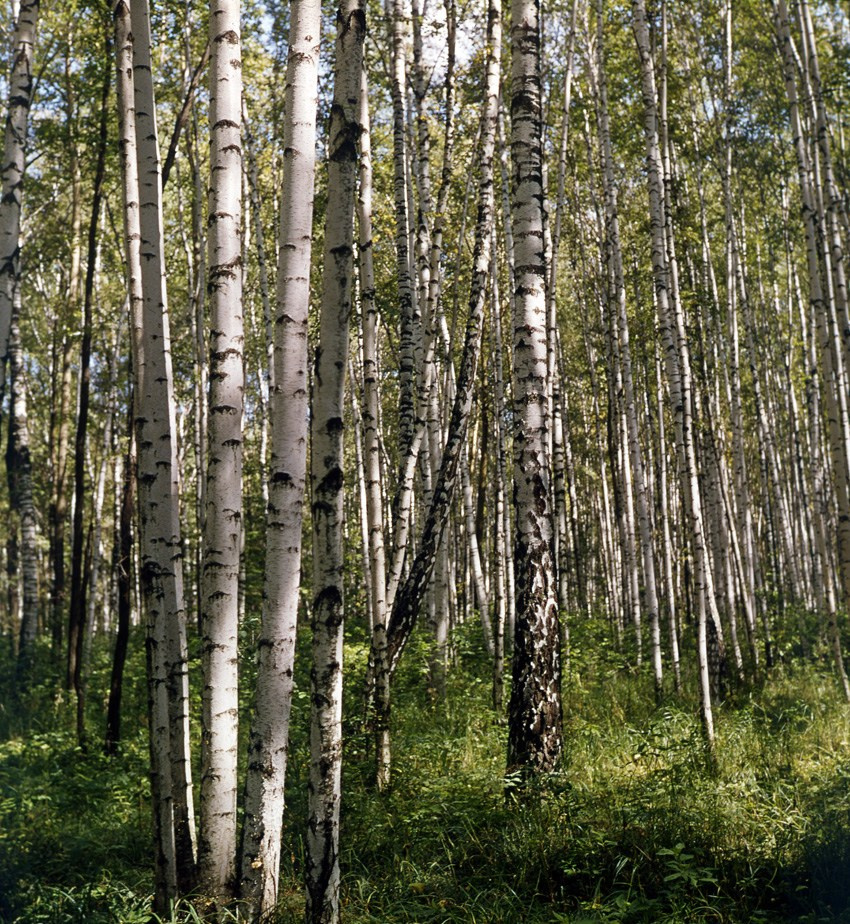Лето. ВАДИМ ГИППЕНРЕЙТЕР — ВЕЛИКИЙ ФОТОГРАФ ЗЕМЛИ РУССКОЙ