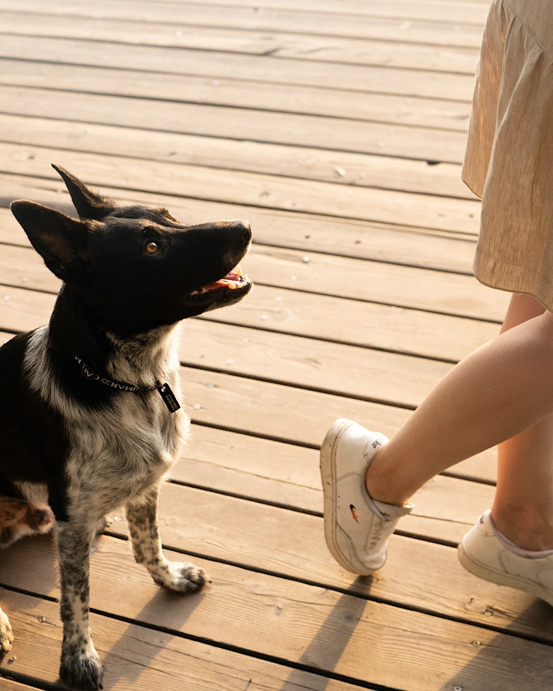 Катя, Сергей и Флинт. Фотограф анималист в Москве и Санкт-Петербурге Свиридова Анна