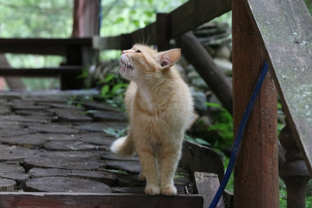 Деревенский выезд. Галерея Фантим