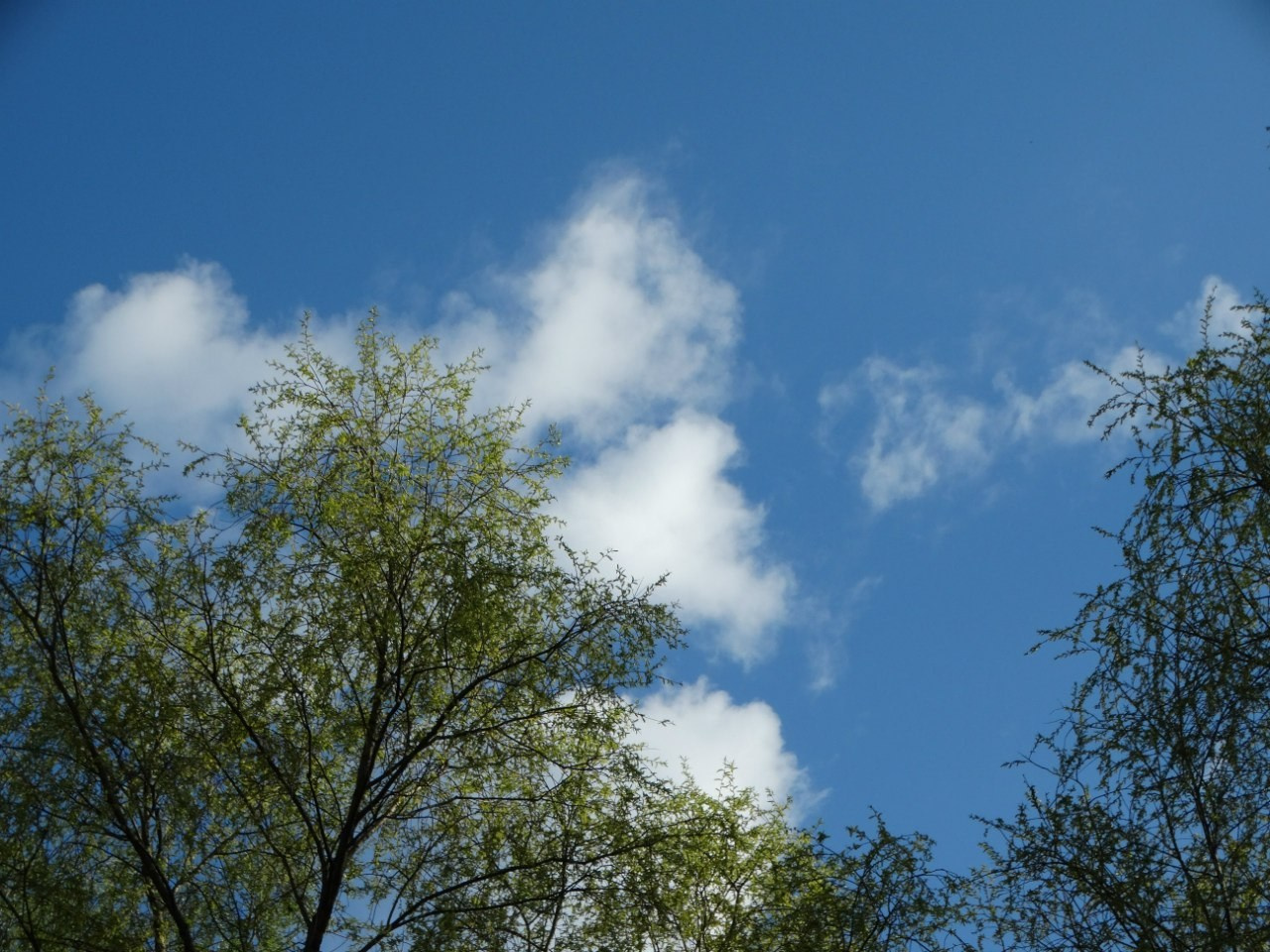 Шашлыки | 01.05.2016. Галерея Фантим