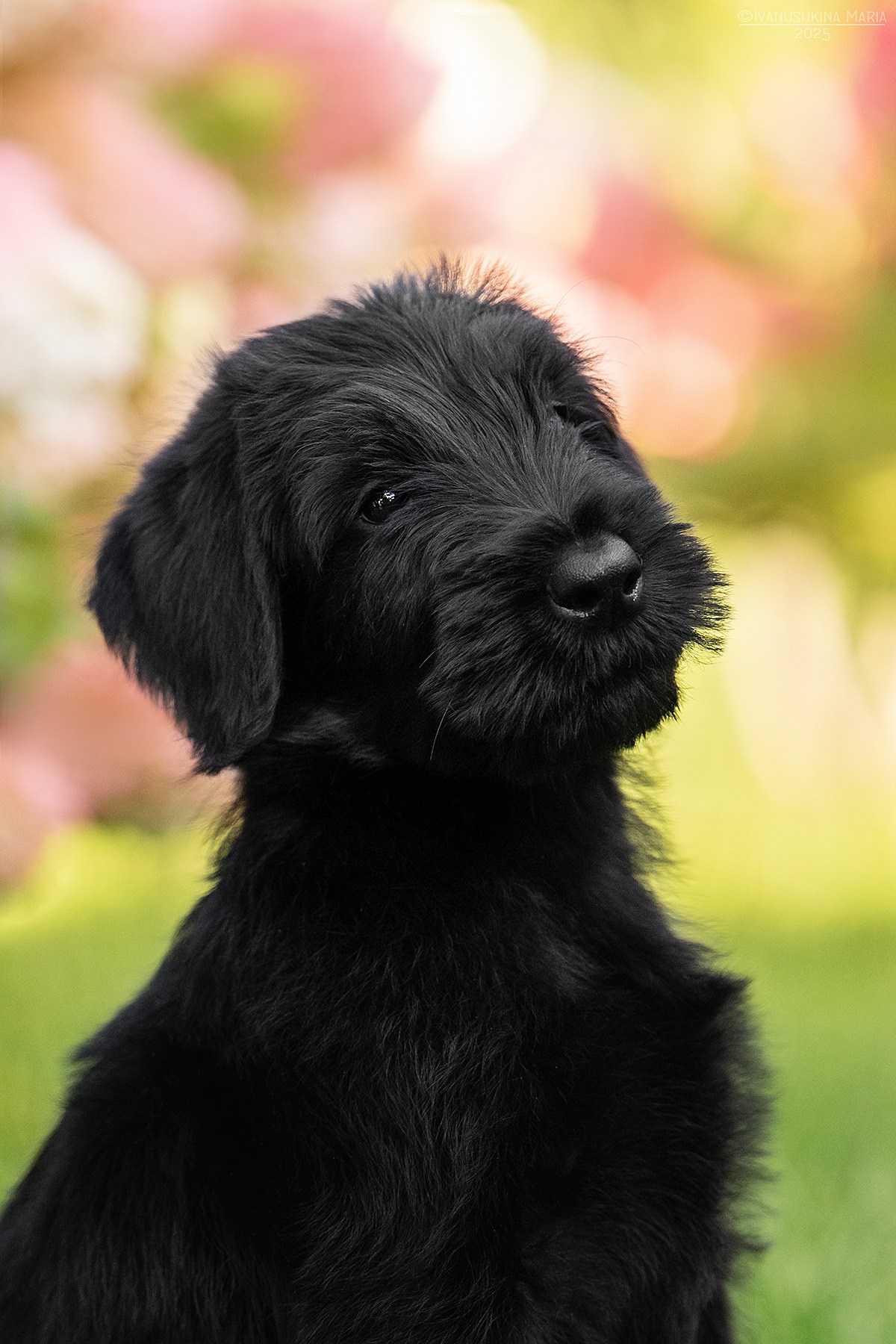 Фотосессия щенков на продажу. Фотограф собак в Москве и Московской области Иванушкина Мария