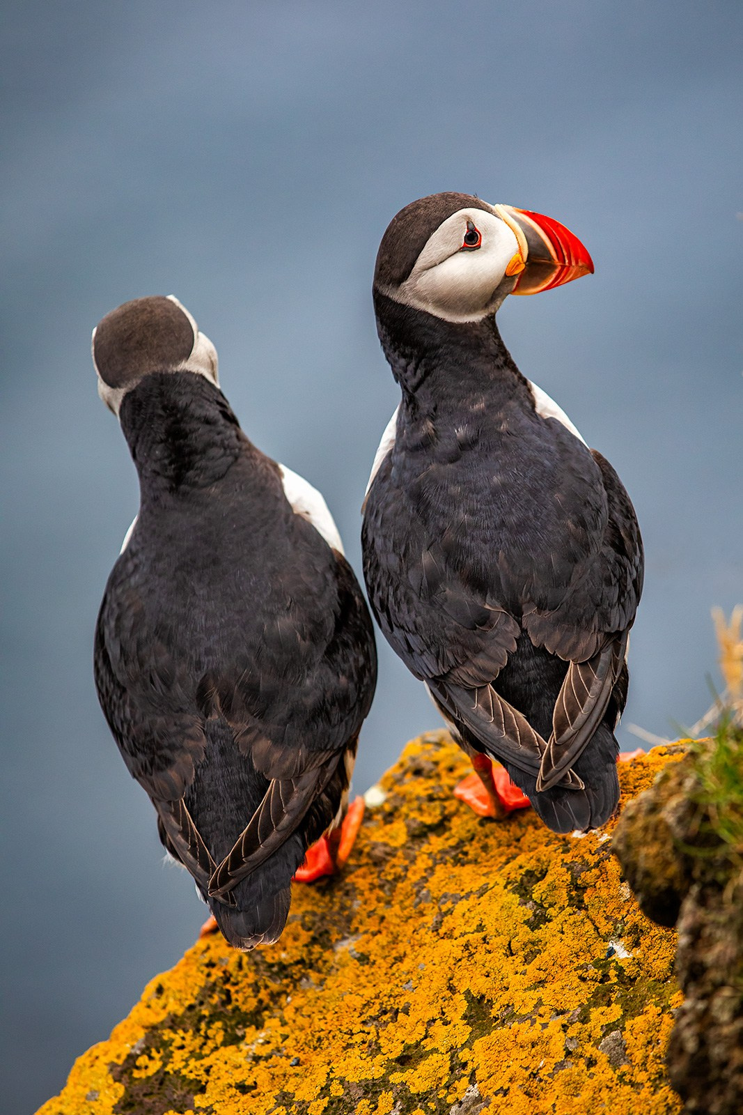 Тупики (Исландия). Фотограф Владимир Остапенко