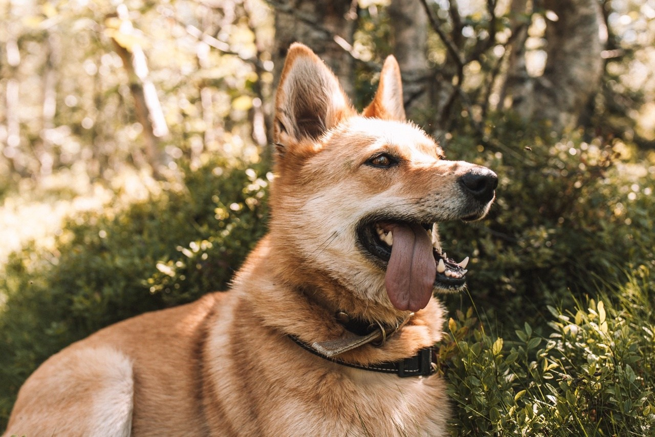 Главный Уральский Хребет