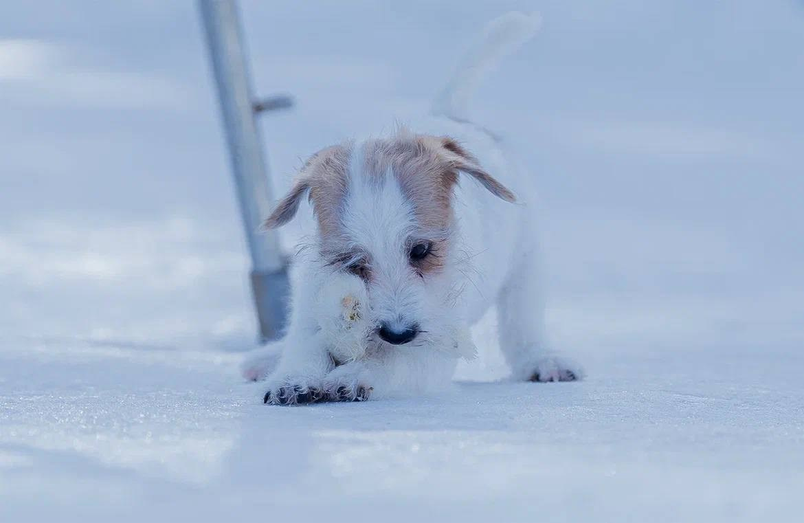 Сука 5. Lovely-Orange питомник джек рассел терьеров