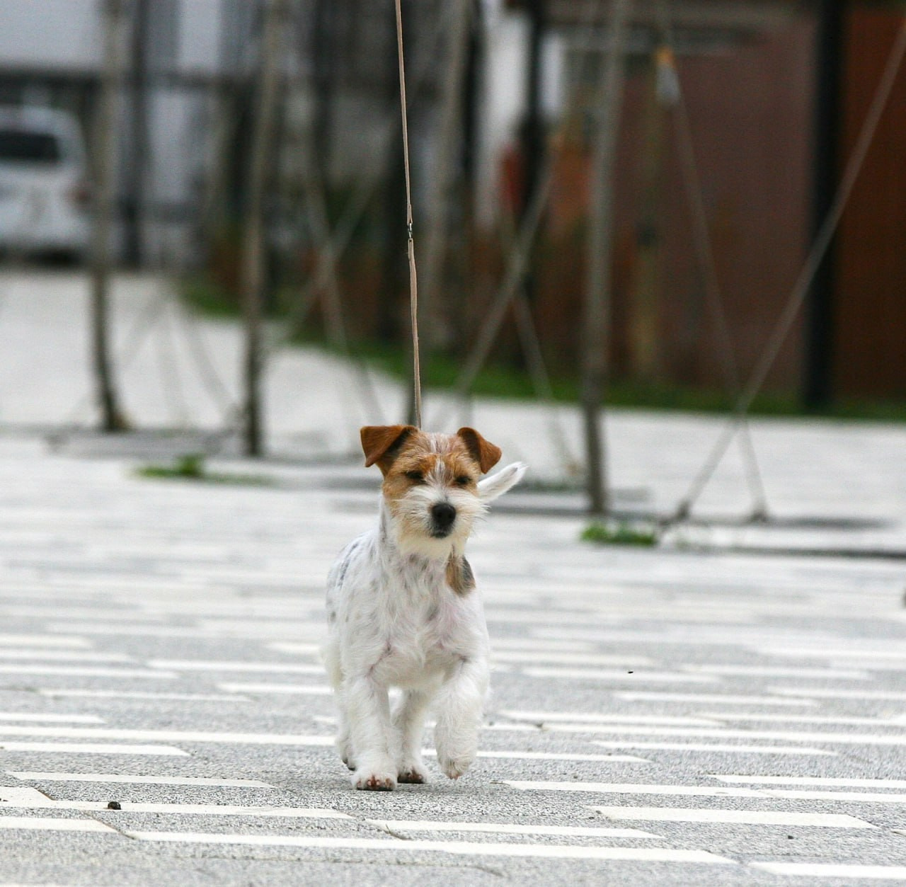Lovely Orange Finka Del Mare Merlot. Lovely-Orange питомник джек рассел терьеров