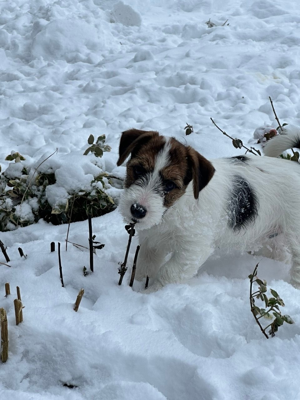 BELIEVE ME. Lovely-Orange питомник джек рассел терьеров