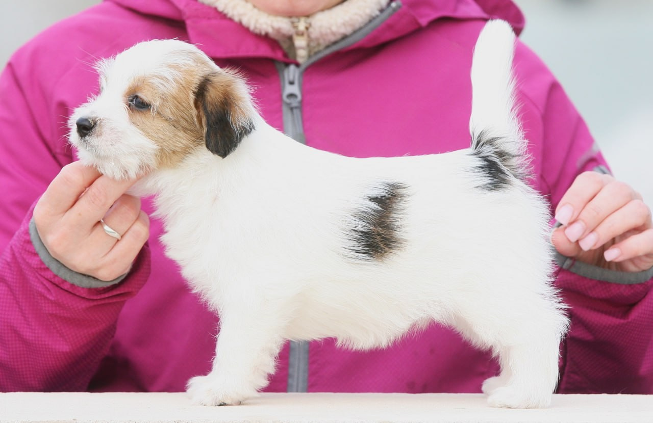 Сука 1. Lovely-Orange питомник джек рассел терьеров