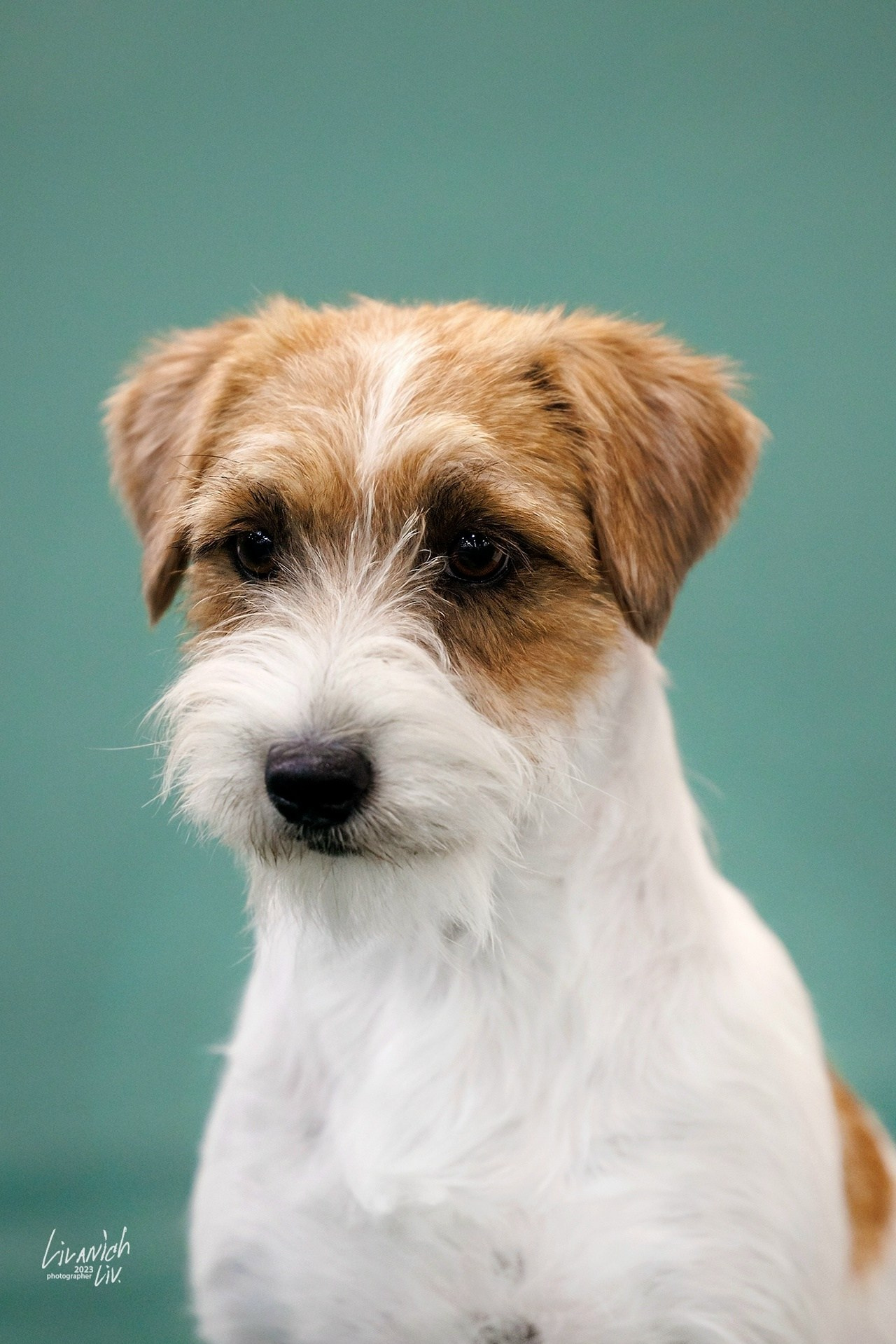 Lovely -Orange Team Spirit. Lovely-Orange питомник джек рассел терьеров