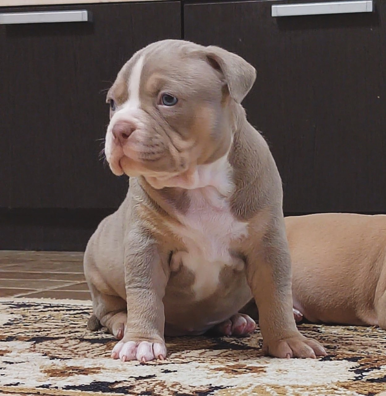 купить щенка American Bully в ЛНР