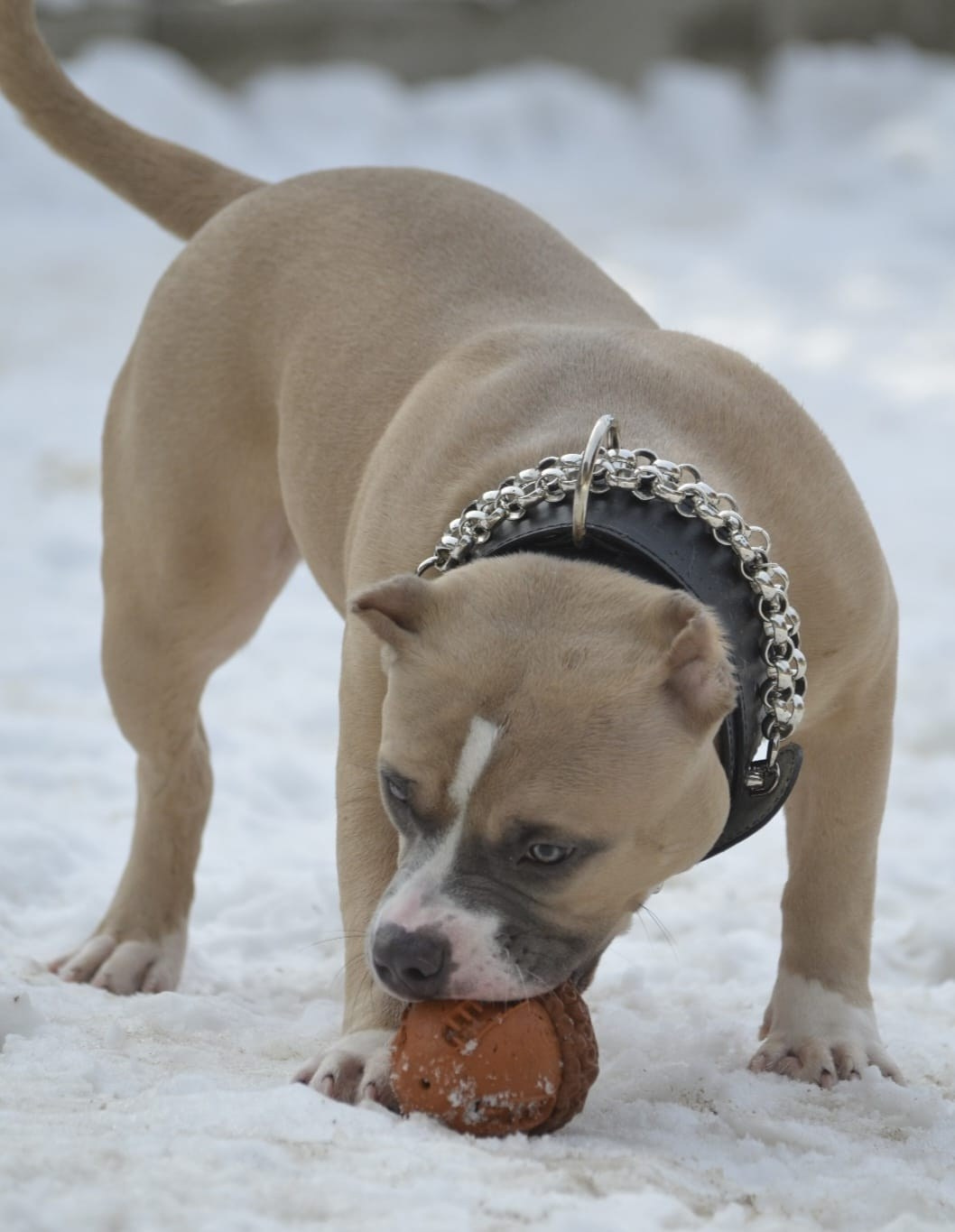 Челси. ПИТОМНИК СОБАК ПОРОДЫ АМЕРИКАНСКИЙ БУЛЛИ
