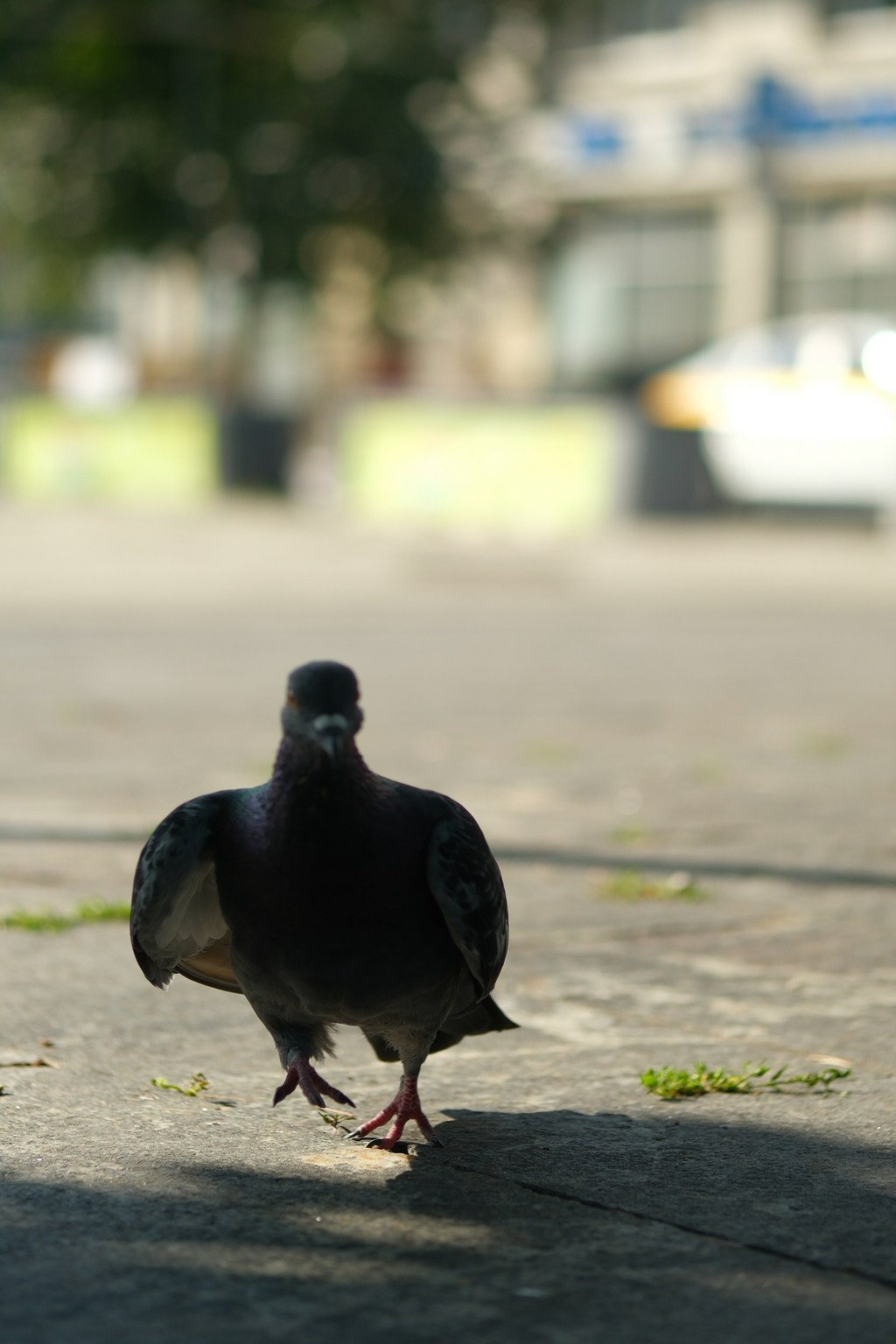 Улица, люди, жизнь…