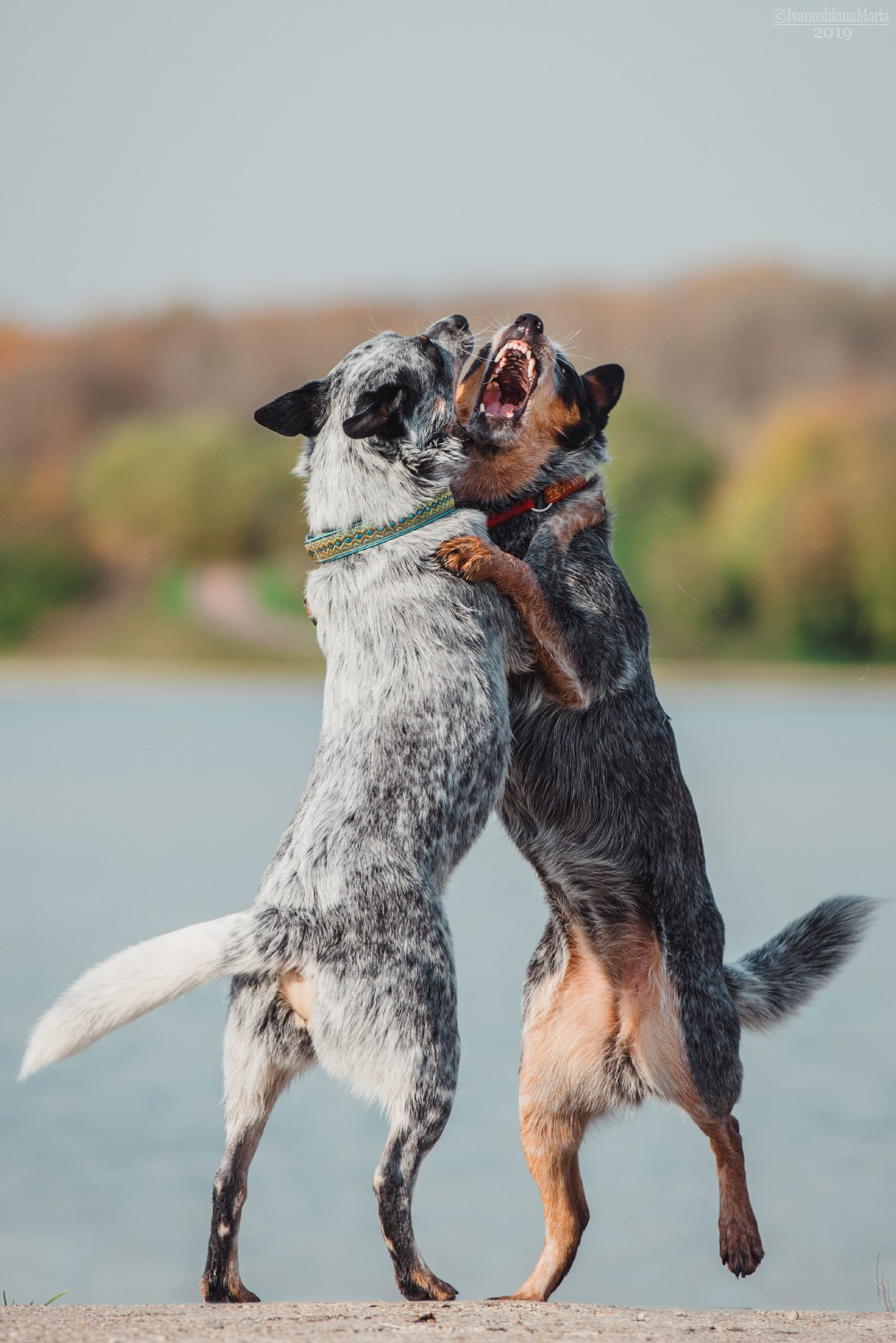 хилеры играют