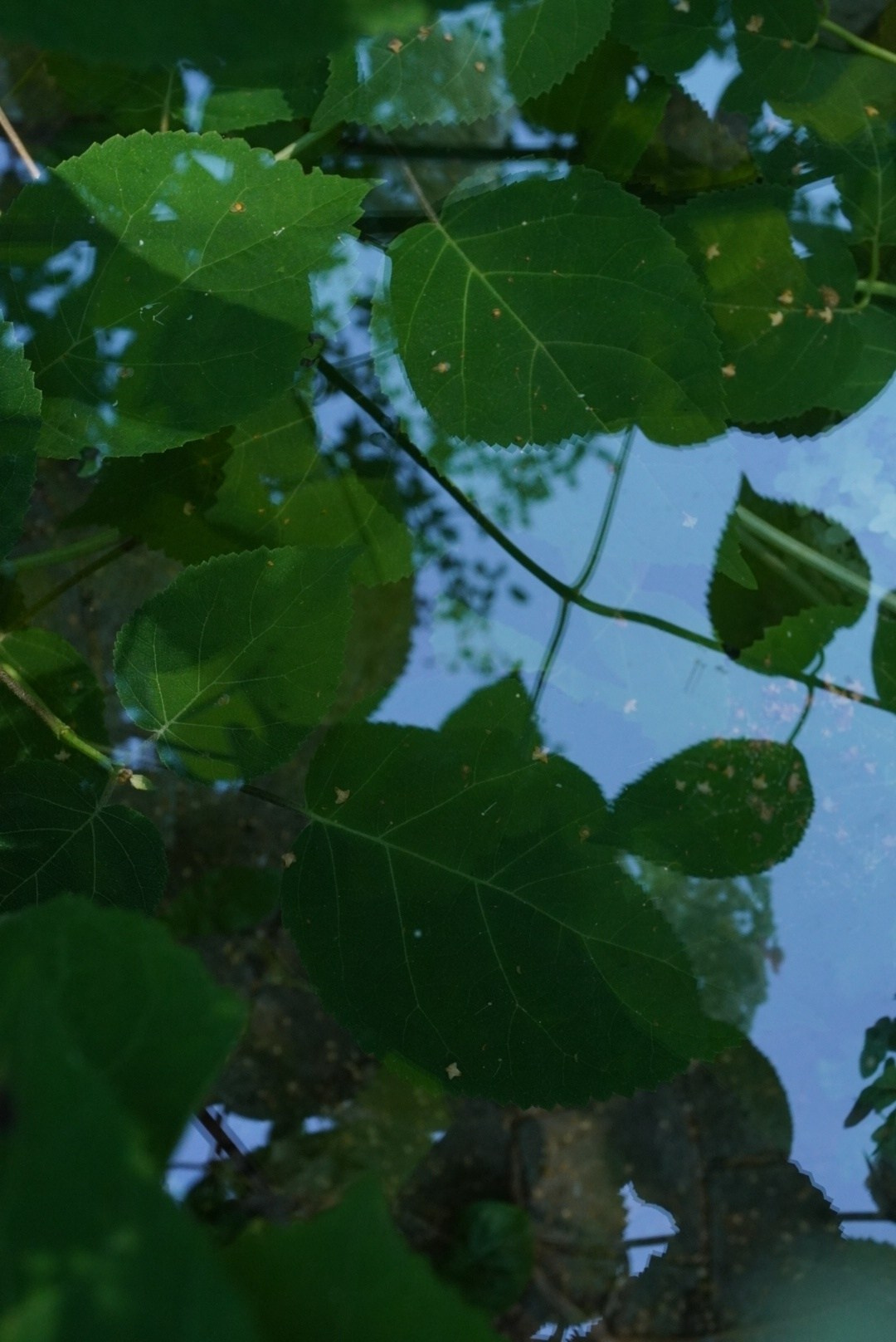 Природа. Настасья Проценко. Фотограф