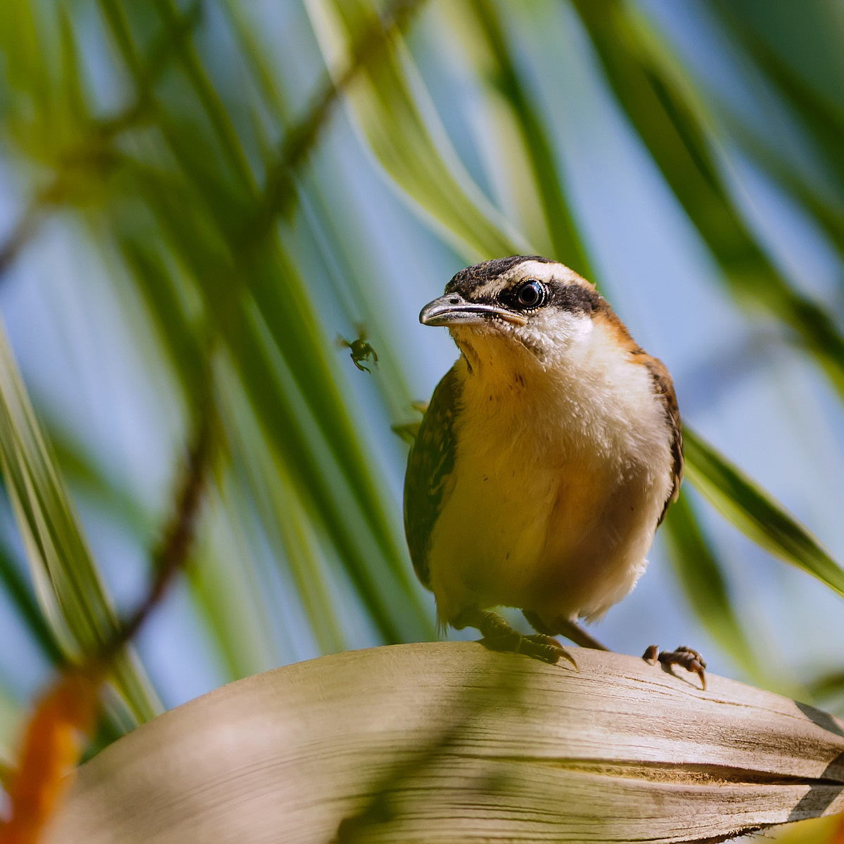Фотографии макромира для интерьера Вашего дома, квартиры, офиса или да. Авторские стильные фотокартины