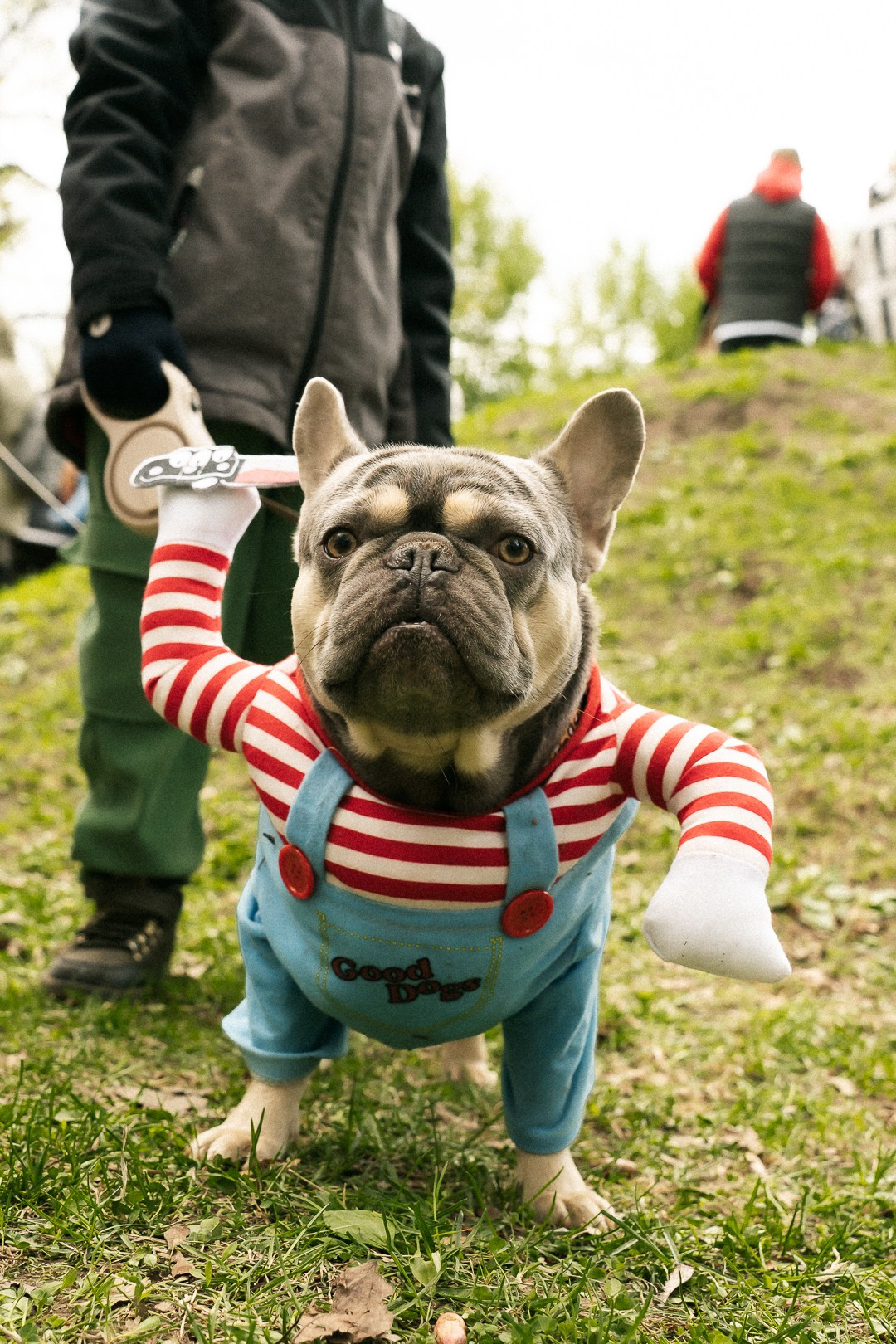 Парад Бульдогов. Axenov_eugene