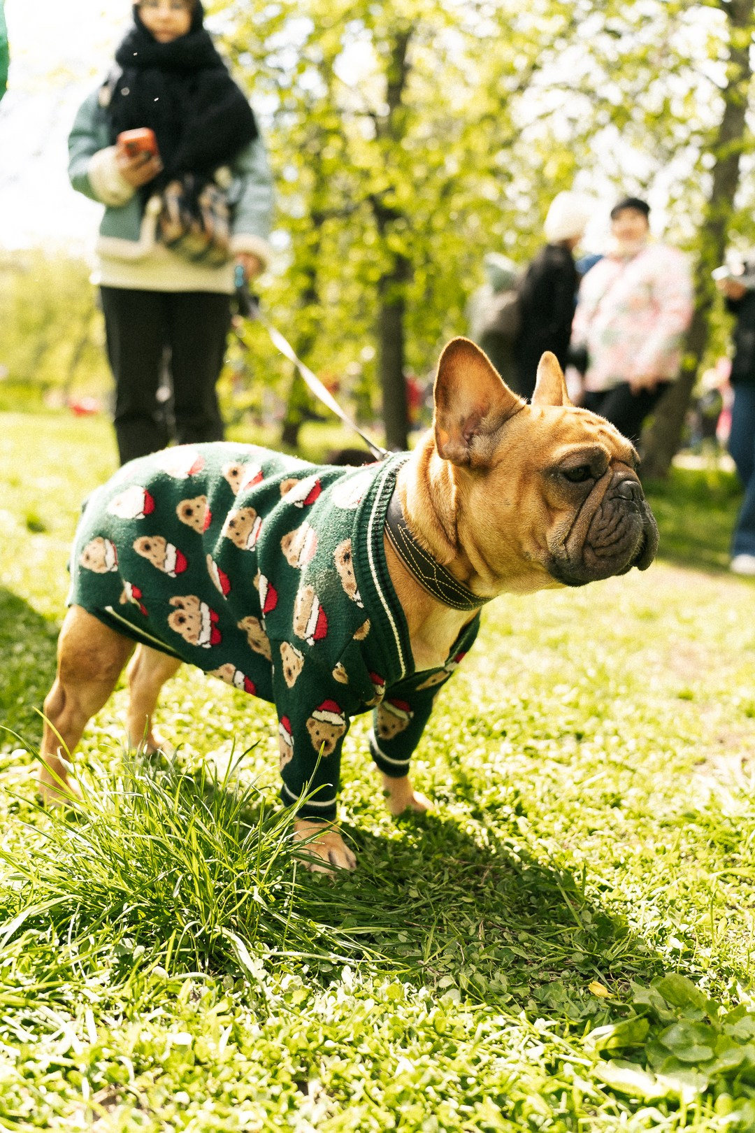 Парад Бульдогов. Axenov_eugene