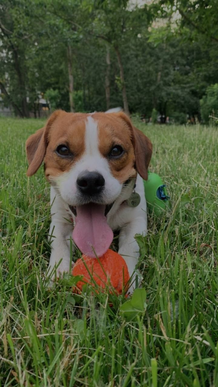 Чарли. DEWA | фотостудия для маркетплейсов