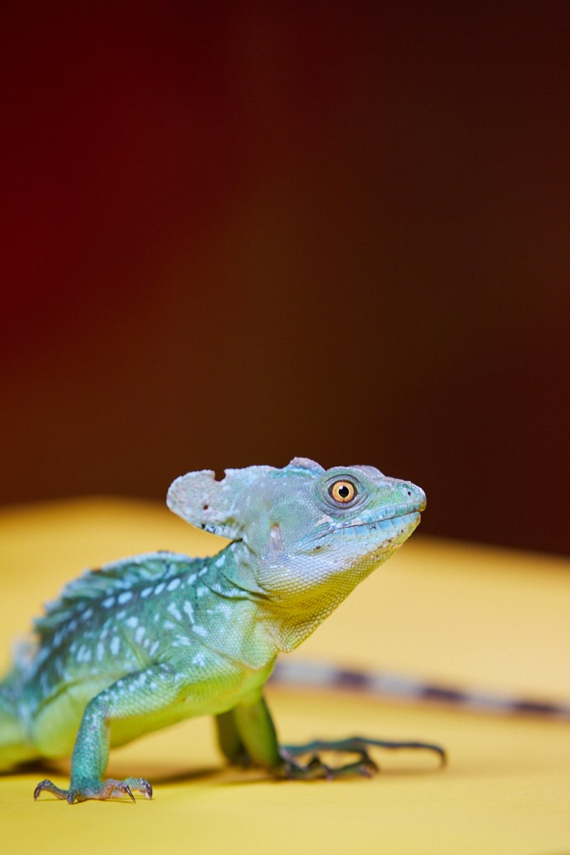 Съёмка животных — жёлтая ящерица среди цветов.