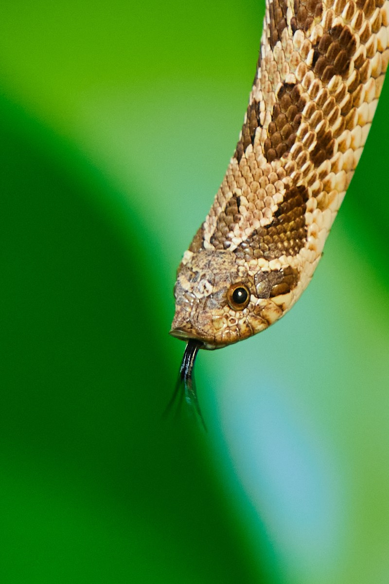 Съёмка животных — пятнистая змея в траве.