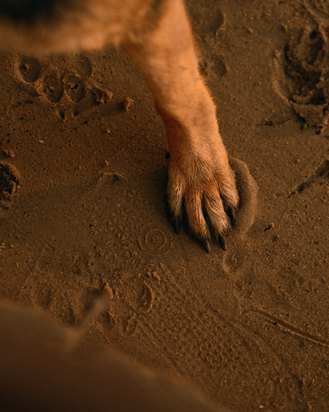 Людмила и Марта. Фотограф анималист в Москве и Санкт-Петербурге Свиридова Анна