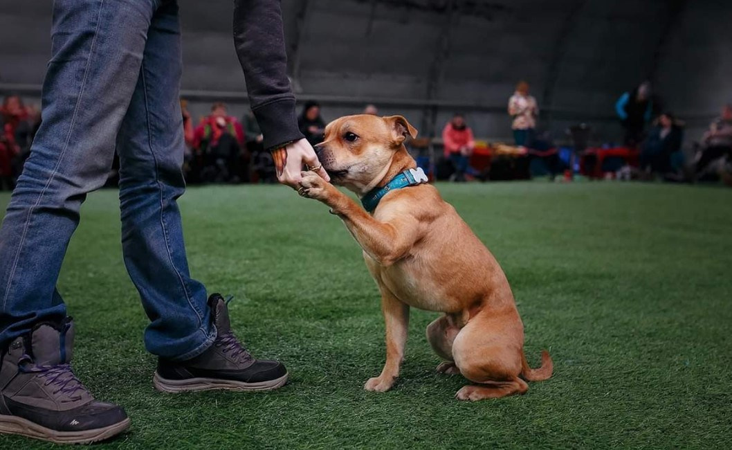 Шмель. BLGKV питомник собак