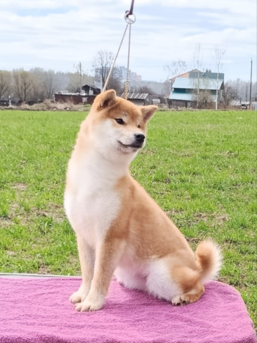 Rubylight Bella * Белла. Американская акита I Сиба ину I Питомник RUBYLIGHT