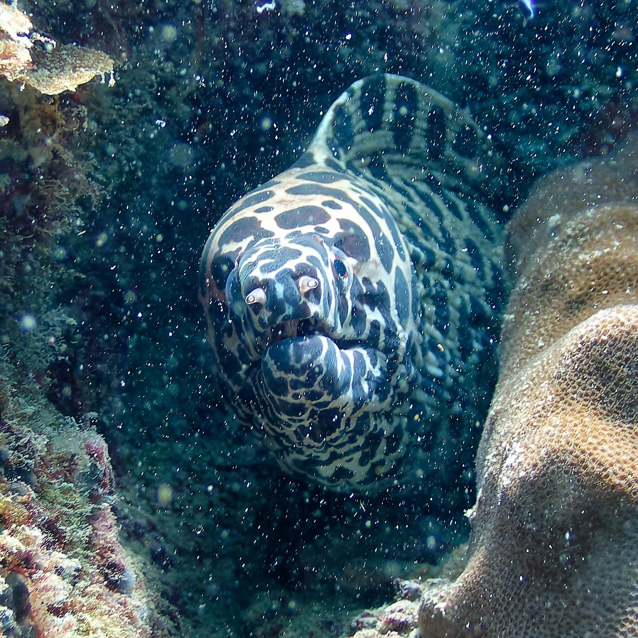 Мне посмотреть. Рыбов показываю