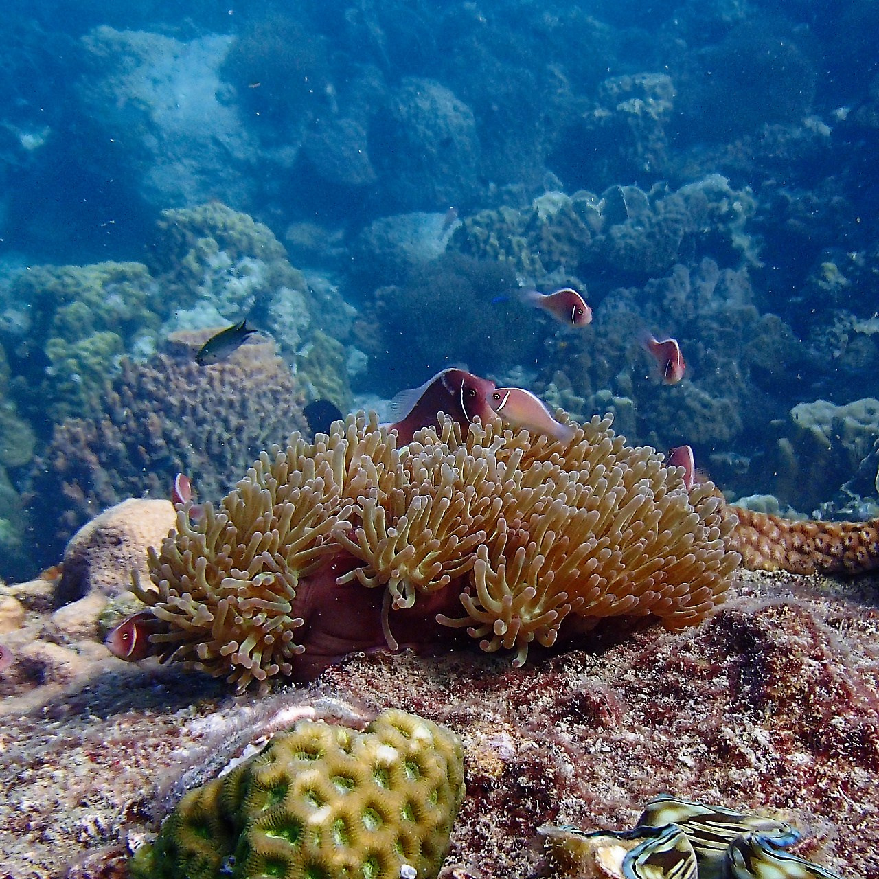 Мне посмотреть. Рыбов показываю
