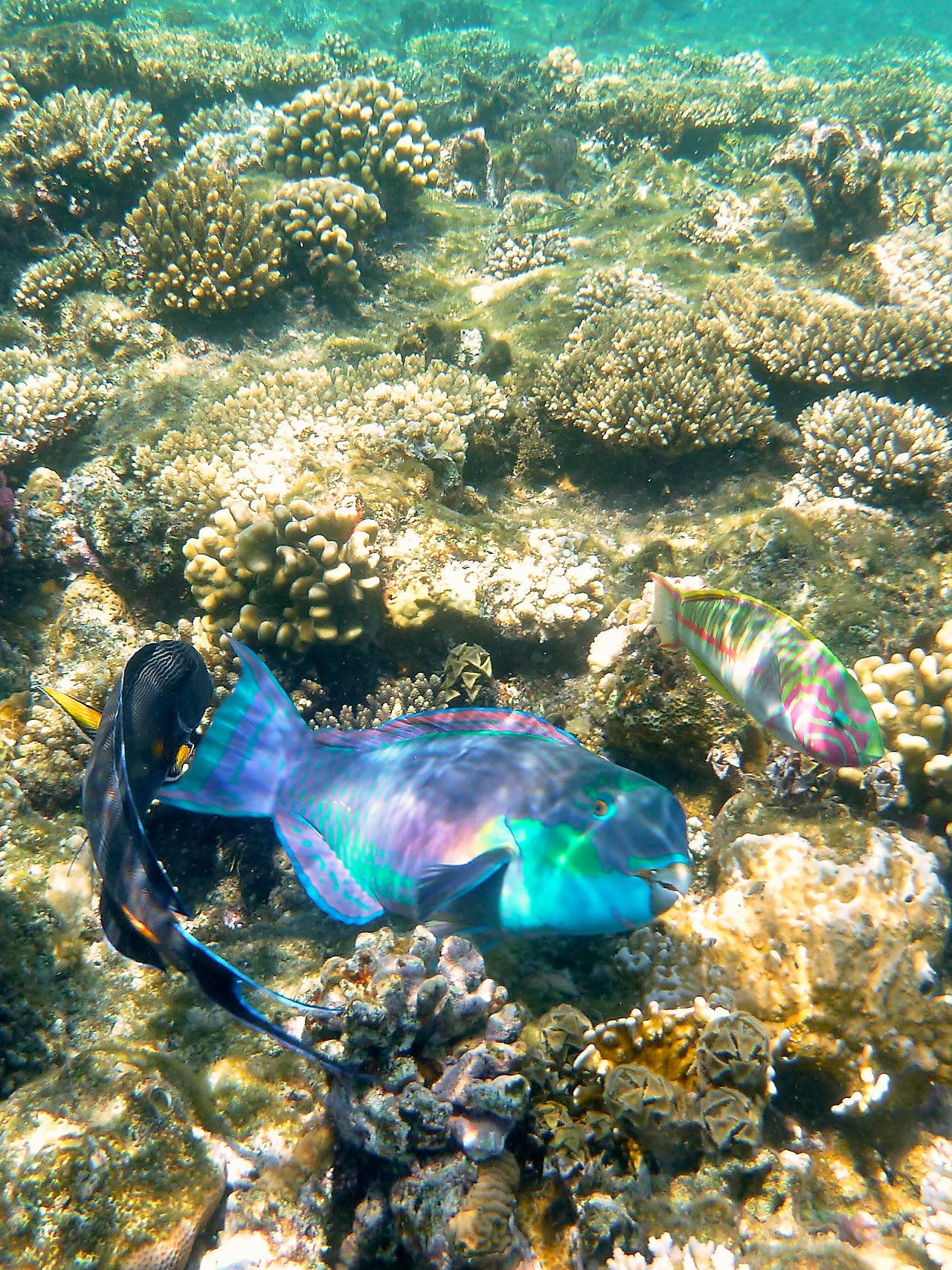 Мне посмотреть. Рыбов показываю