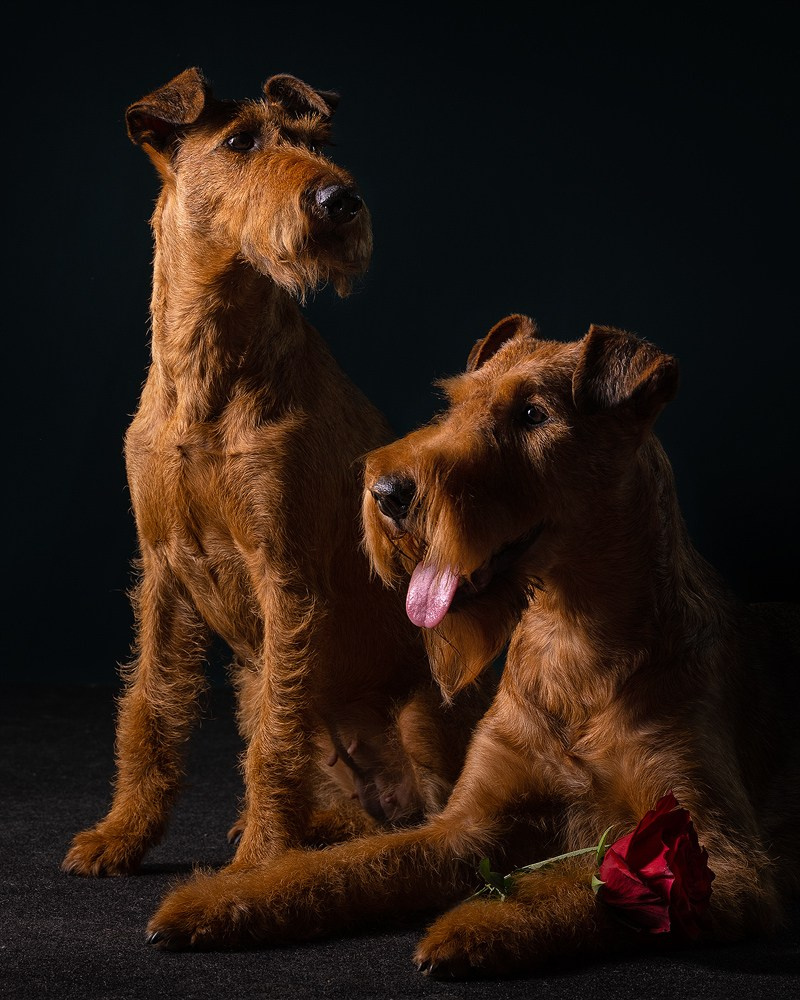 Отзыв о моей лекции о фотосъёмке собак. Фотограф-анималист Natalia Deingel | Фотосъемка собак в Москве