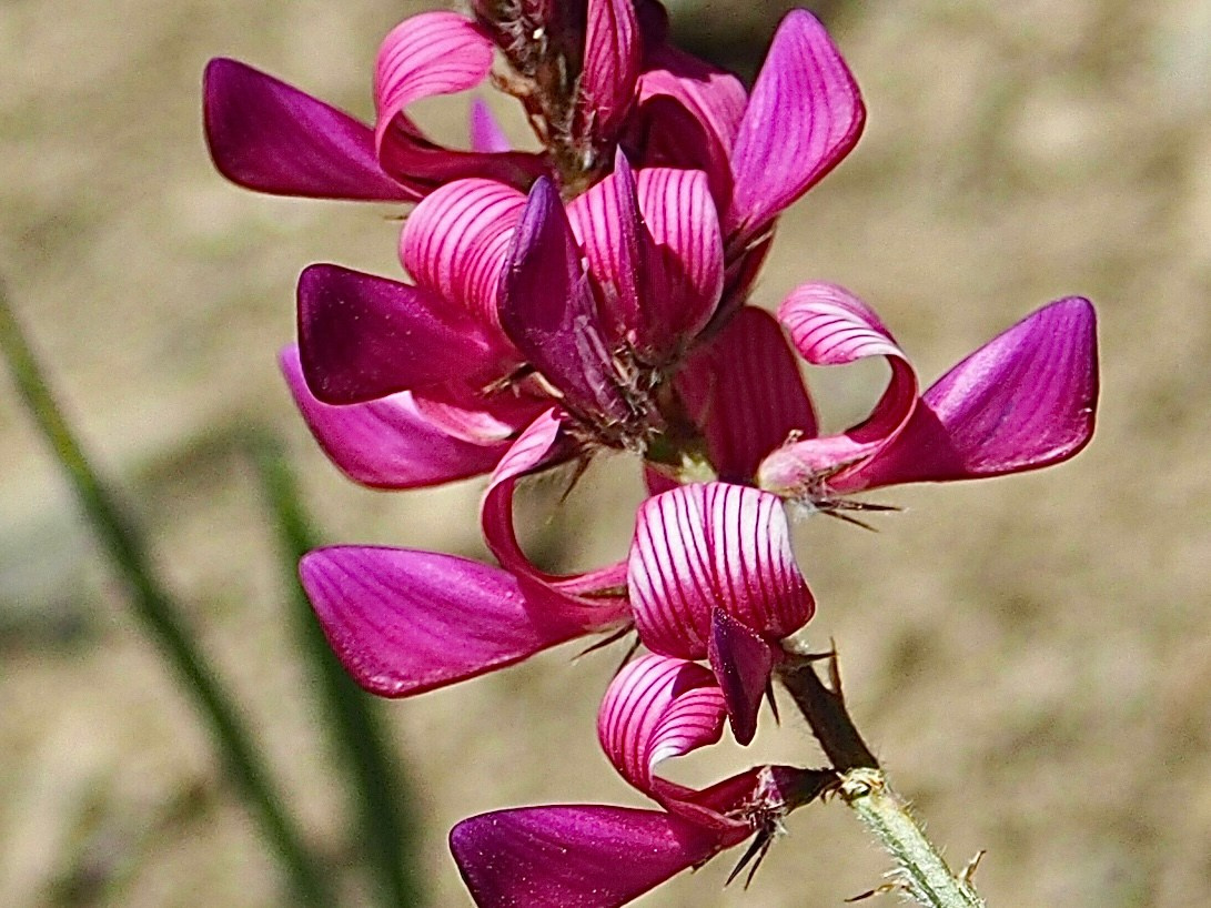 Макро любовь. Смотри, красота!