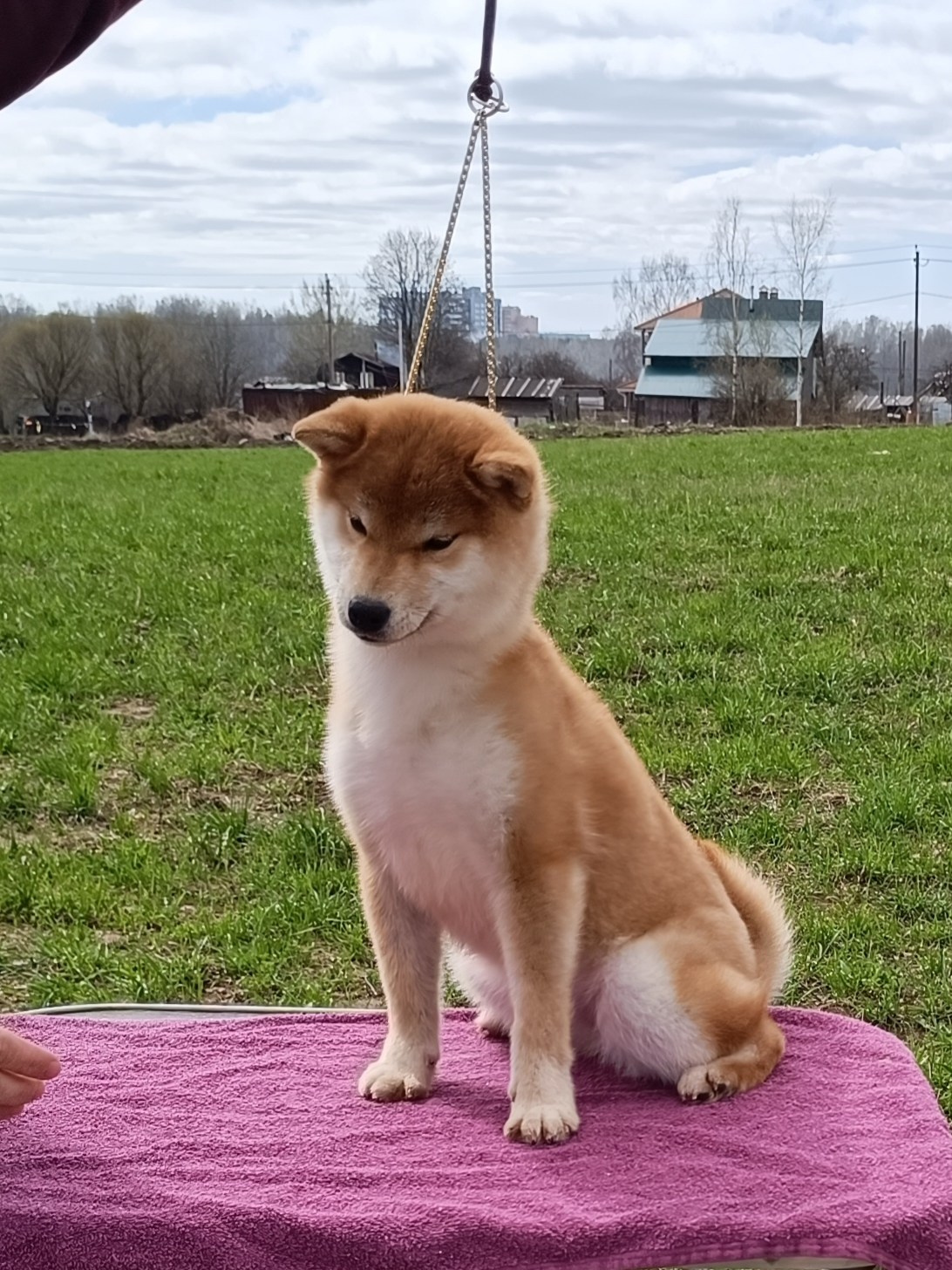 Rubylight Bella * Белла. Американская акита I Сиба ину I Питомник RUBYLIGHT