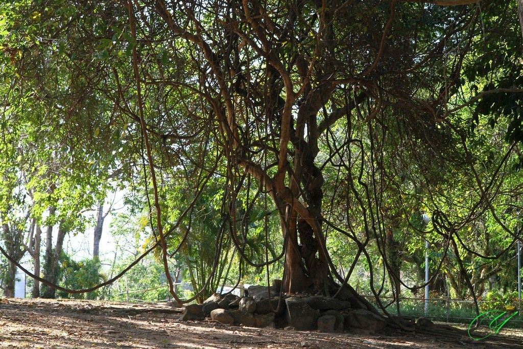 Тайланд. Пхукет 2013. Улица, люди, жизнь…