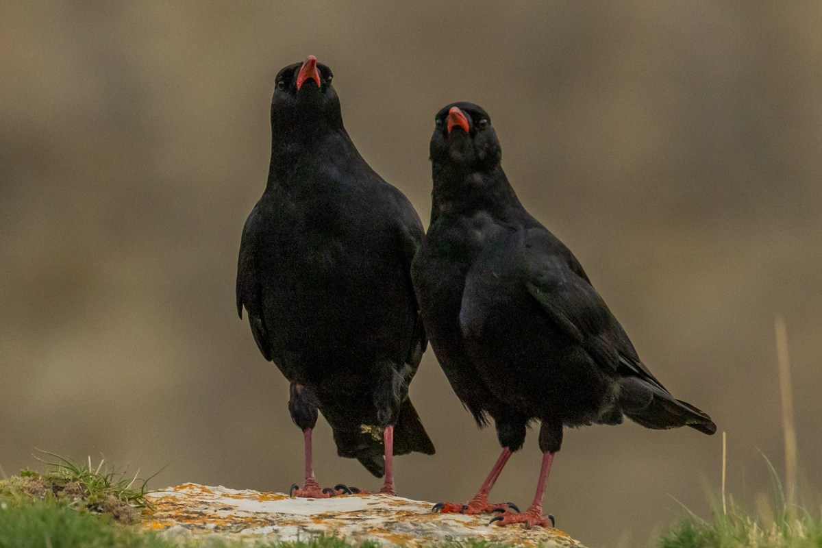 Птицы. Photomantis