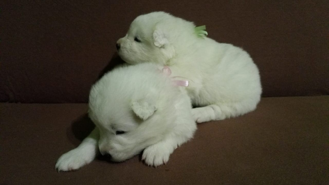 Помет «К» 17.09.2021 д. р. Самоед Новосибирск